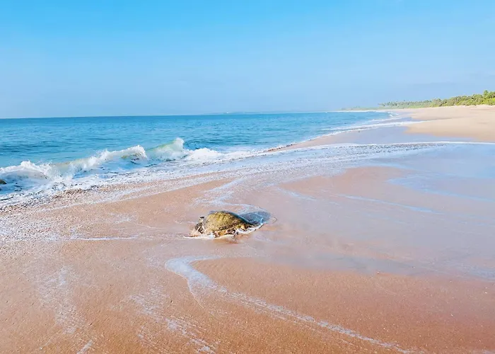Shine Wave Turtle Beach